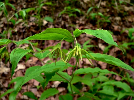 {Prosartes lanuginosa}